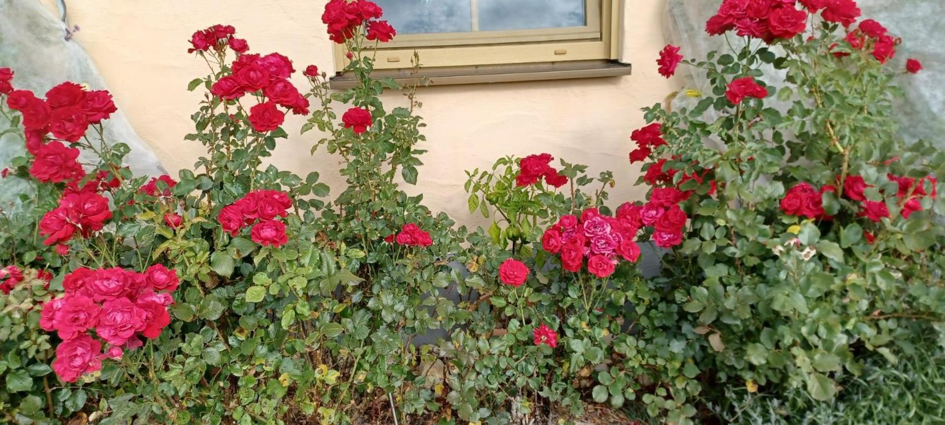 Ferienwohnung “Haus Rita” Sankt Oswald-Riedlhuette Bagian luar foto